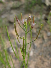 Dontostemon micranthus