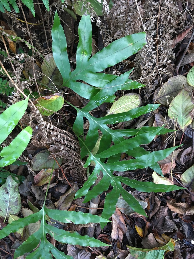 Microsorum parksii