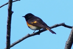 Setophaga ruticilla image