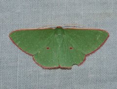 Chlorocoma cadmaria