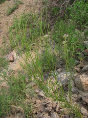 Dontostemon micranthus