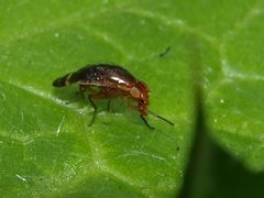 Depressa striatipennis