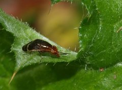 Depressa striatipennis