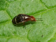 Depressa striatipennis