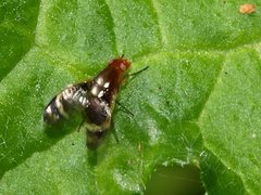 Depressa striatipennis
