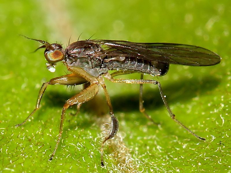 Ptilophyllodromia