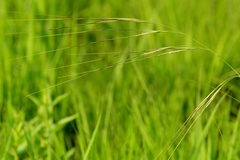 Hesperostipa spartea