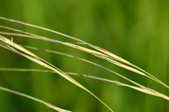 Hesperostipa spartea