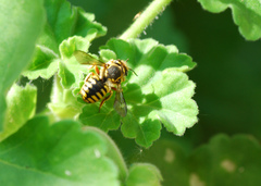 Anthidium