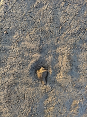 Volegalea cochlidium