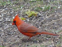 Cardinalis cardinalis