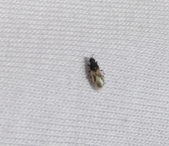 Metopoplax origani