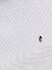 Metopoplax origani