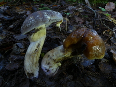Cortinarius meleagris