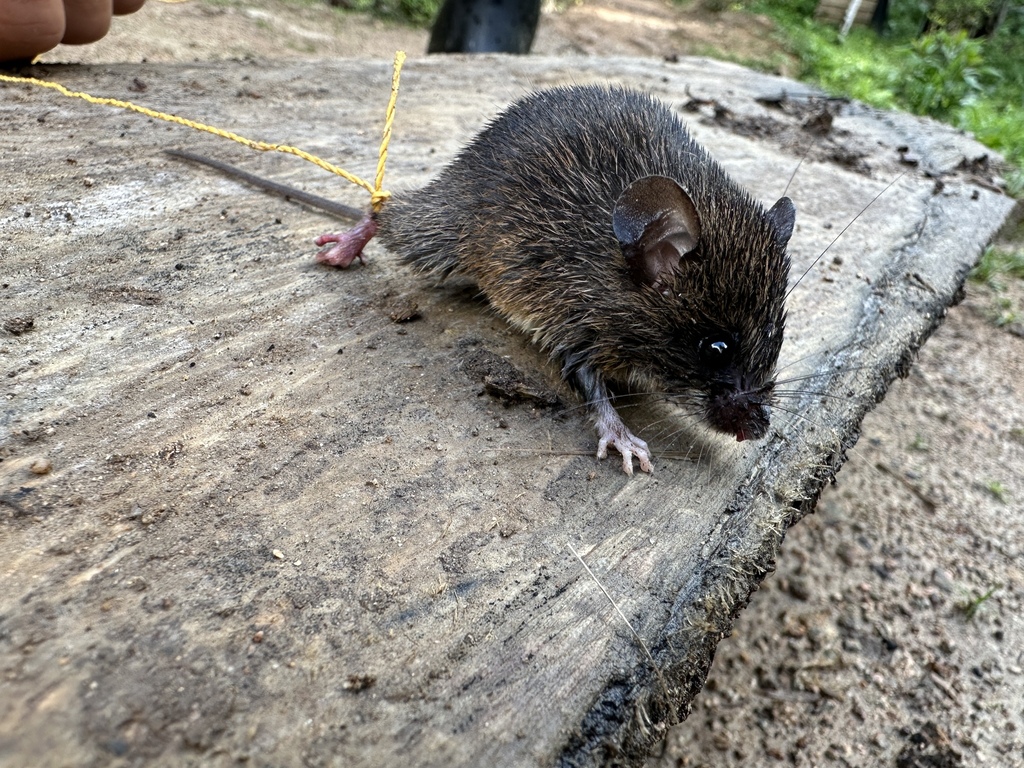Rosalind's Bristly Mouse