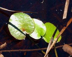 Ornduffia reniformis