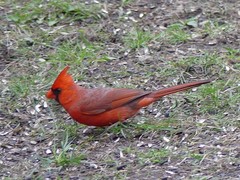 Cardinalis cardinalis