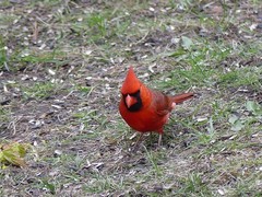 Cardinalis cardinalis