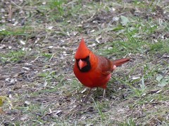 Cardinalis cardinalis