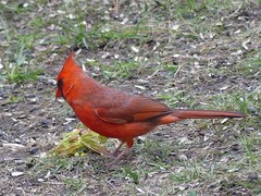 Cardinalis cardinalis