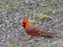 Cardinalis cardinalis