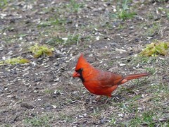 Cardinalis cardinalis