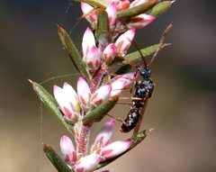 Ectatomminae