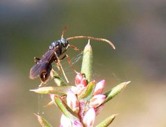 Ectatomminae