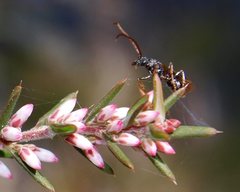 Ectatomminae