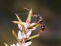 Ectatomminae