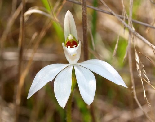 Caladenia catenata (Sm.) Druce