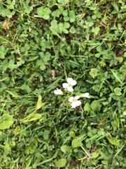 Cardamine pratensis