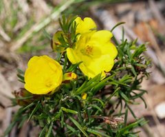 Hibbertia virgata