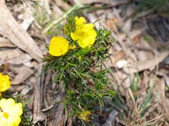 Hibbertia virgata