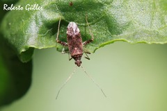 Phytocoris effictus