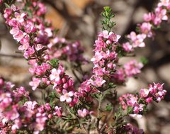 Cyanothamnus anemonifolius