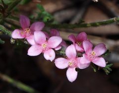Cyanothamnus anemonifolius