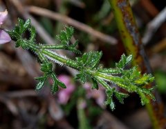Cyanothamnus anemonifolius