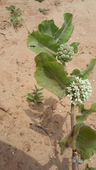 Asclepias arenaria