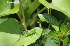 Conocephalus ochrotelus