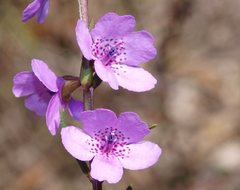 Prostanthera galbraithiae