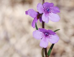 Prostanthera galbraithiae