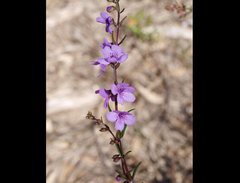 Prostanthera galbraithiae