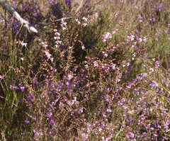 Prostanthera galbraithiae