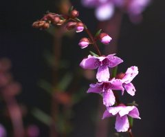 Prostanthera galbraithiae