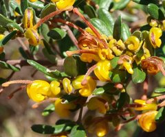 Grevillea chrysophaea
