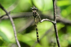 Cordulegaster obliqua