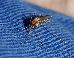 Aedes camptorhynchus