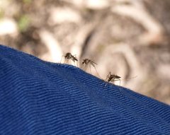 Aedes camptorhynchus