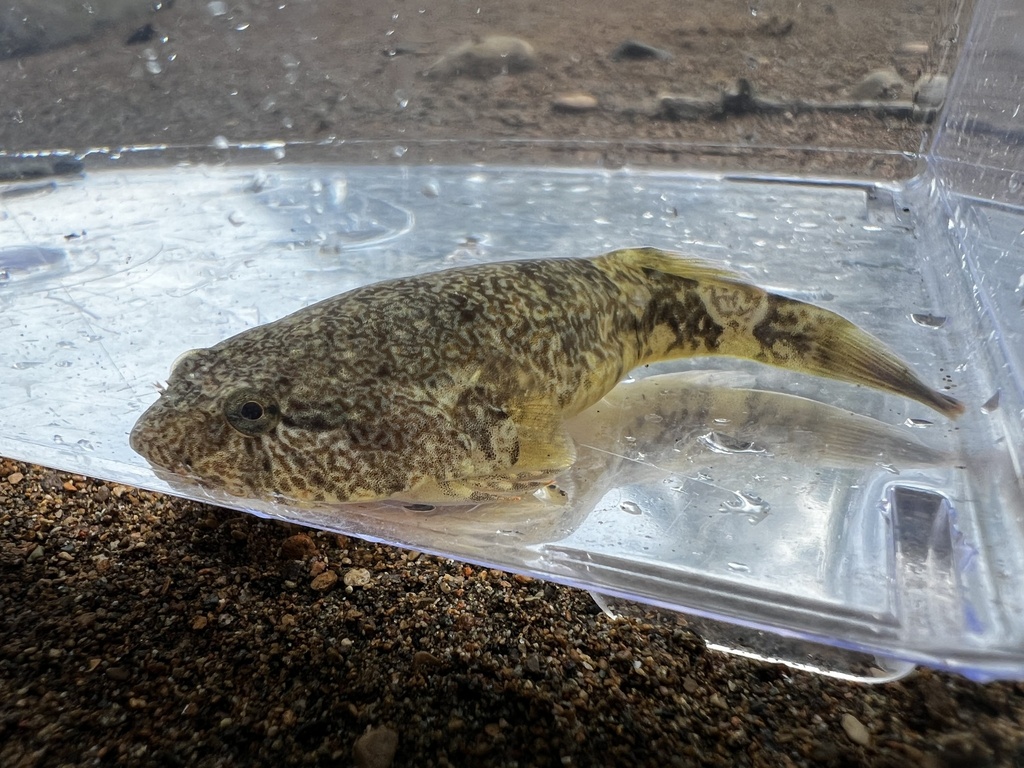 Clingfish